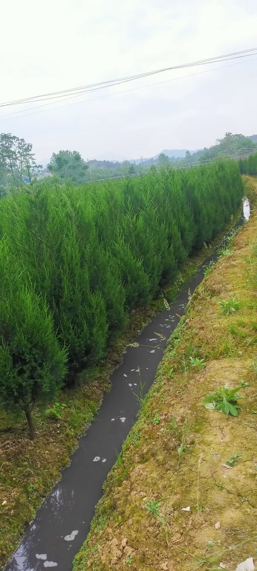 土壤也要讲究，不嫩马虎