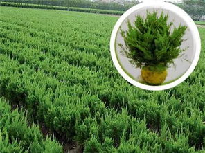 嫁接的注意事项