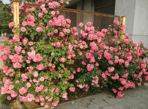 月季花的根、茎、叶、花