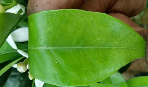 柑橘叶锈病的典型症状揭秘