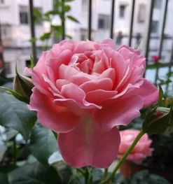 打造专属阳台花园