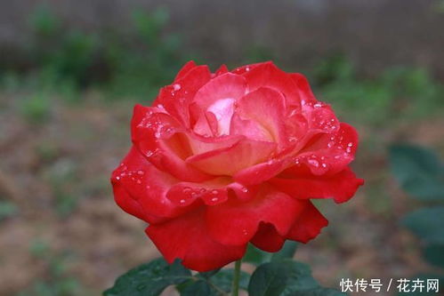 灰霉病症状大揭秘