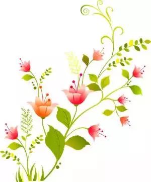 花卉，点缀生活之美