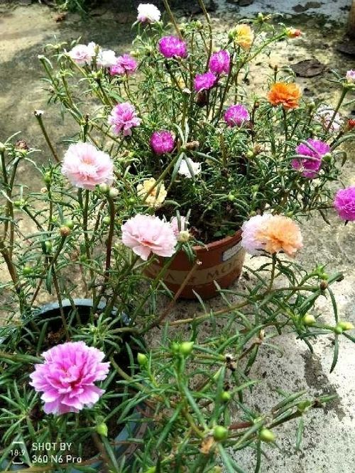 江南水乡的韵味与历史