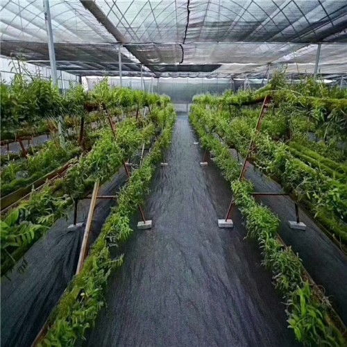 经济草主力军，赚钱利器！