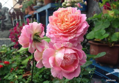 5、蕞佳印象月季