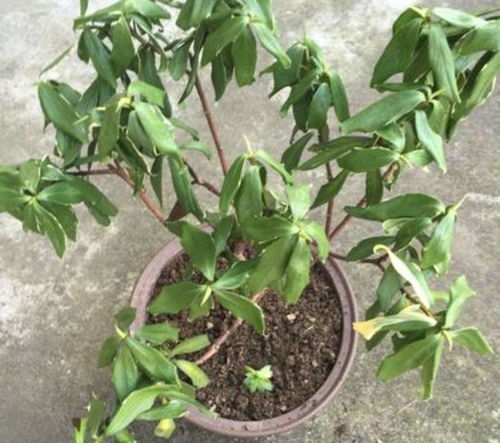 用多菌灵浇灌根部