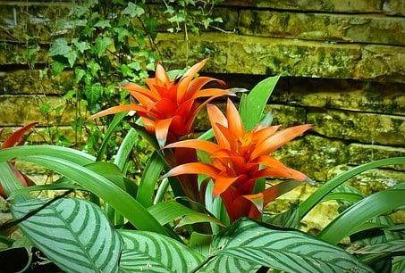 凤梨， 大自然的美丽礼物