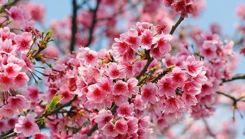 樱花：春天的象征