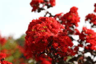 地表覆盖玄学：盖塑料膜反而害死苗？真是这样！实测对比发现：