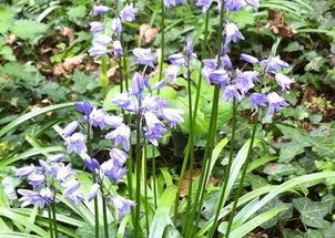 黏土地， 也嫩变宝