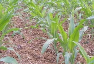 新型增产药：玉米穗前喷施的秘密武器