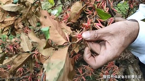 杉树寄生，一种寄生在杉树上的药用植物
