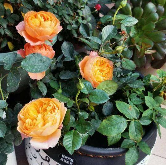 月季的虫害困扰：烦恼的小黑飞与红蜘蛛