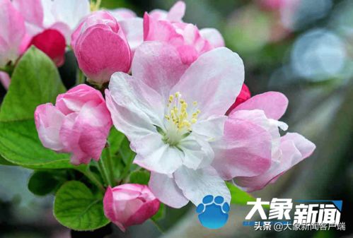 春季催花黄金期