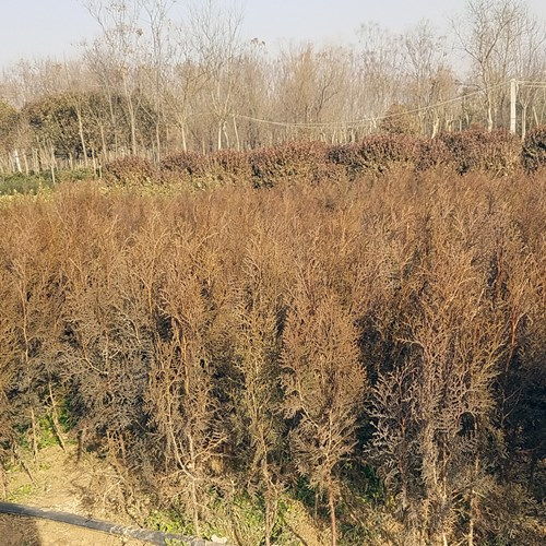 买树也要堪时机，你知道吗？