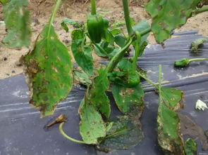 防治方法与技巧