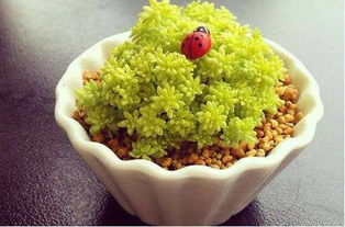 黄金万年草冬抗寒，不死之谜揭秘！