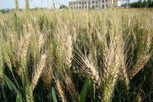 小麦生长抑制：哪种农药Zui有效？