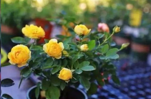 月季花品种的分类