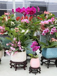 网红草坪的启示