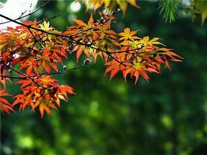 第一步：秋天果实收成， 晾晒去翅