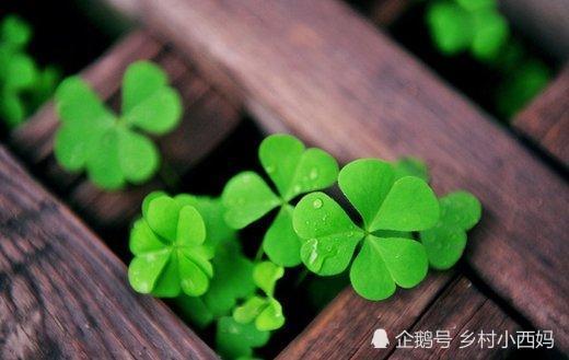 四叶草的奇妙之处究竟体现在哪些种类上