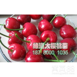 车厘子苗价格因每株数量而定