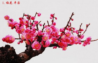 梅花春养秘籍：春暖花开，梅花养护指南