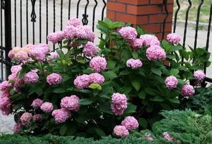 根系保护：防止根系受冻， 春季发芽后突然死亡