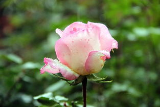 月季花与仙人掌：耐热耐湿， 室内外皆宜