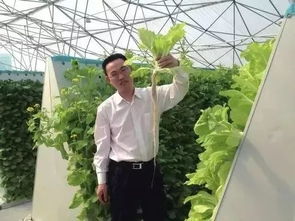 冰菜在哪些气候和土壤条件下种植最适宜