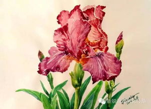 吃一点鸢尾花会有什么副作用？