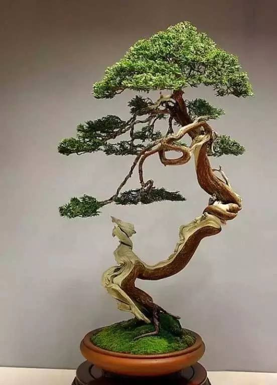 刺柏盆景, 价格嘛,那可就多了去了