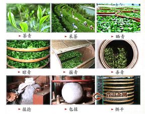 “花茎萎软，巧用营养液急救”