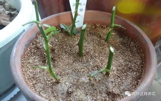 鲜切花生根潜力与安全性探讨：畜牧领域新视角