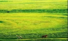 沙生植物的节水策略