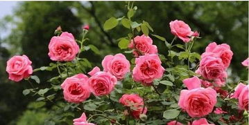 月季花香浓， 满园飘香景