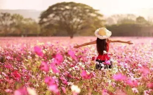 “四季花开，美丽绽放的探索四季花海