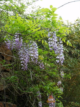 东北室内冬暖夏凉， 适合养杜鹃花