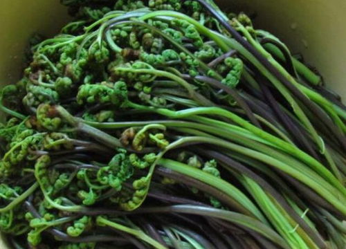 蕨菜致癌是真的吗？别慌