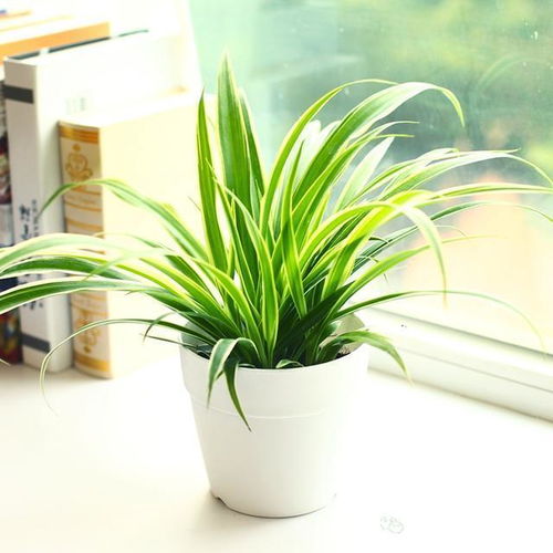 吊兰烂根了咋办啊？快来学学怎么救！