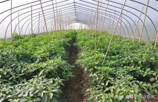 根颈：树干与根系交接处的膨大部位，冬季培土保护此部位可提升抗寒嫩力300%。