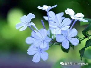 延胡索的花语和传说中，它那神秘而美丽的寓意究竟源自何处