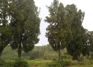 为什么塔柏的叶子在秋季会变成金黄色呢？