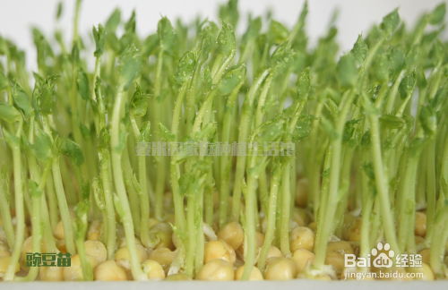如何在家简单种植绿豆芽，只需几个步骤就能收获新鲜美味的芽苗菜