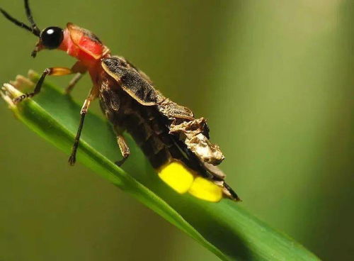 萤火虫月季， 美得像个小精灵