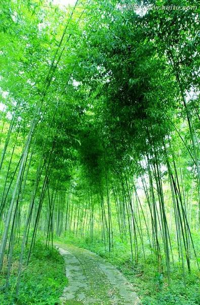 竹林之美， 花之韵