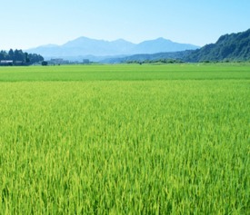 稻田里的杂草杀手