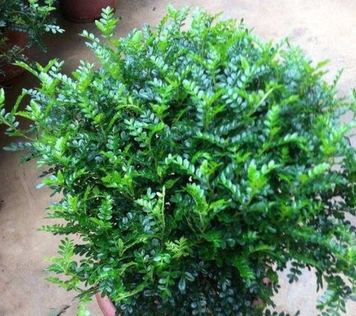 清香木的独特之处